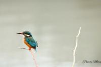 Alcedo atthis