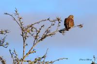 Falco tinnunculus