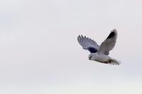 Elanus caeruleus
