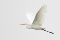 Ardea alba