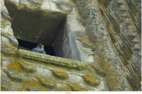 Falco peregrinus