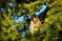Asio otus