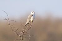 Elanus caeruleus