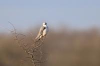 Elanus caeruleus
