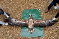 Haliaeetus albicilla