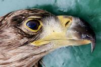 Haliaeetus albicilla