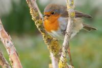 Erithacus rubecula