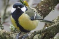 Parus major