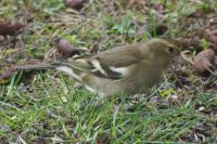 Fringilla coelebs