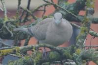 Streptopelia decaocto