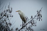 Ardea alba