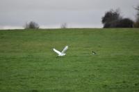Bubulcus ibis