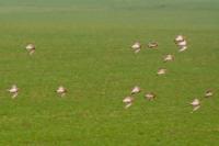 Pluvialis apricaria
