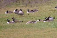 Branta leucopsis