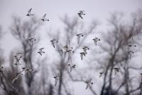 Pluvialis apricaria