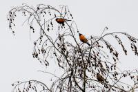 Pyrrhula pyrrhula