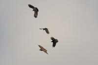 Corvus corone