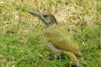 Picus viridis