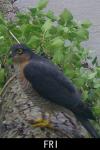 Accipiter nisus