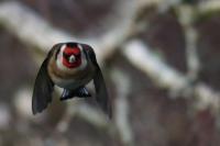 Carduelis carduelis