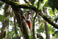 Dendrocopos major