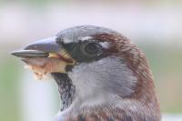 Passer domesticus