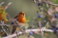 Erithacus rubecula