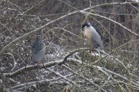 Nycticorax nycticorax