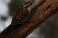 Certhia brachydactyla