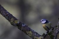 Cyanistes caeruleus
