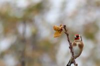 Carduelis carduelis