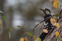 Dendrocopos major