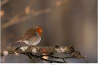 Erithacus rubecula