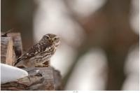 Athene noctua
