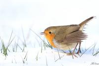 Erithacus rubecula