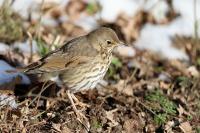 Turdus philomelos