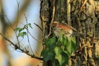 Turdus iliacus