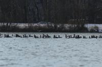 Phalacrocorax carbo