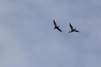 Phalacrocorax carbo
