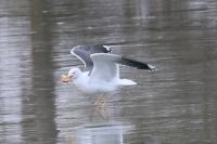Larus fuscus