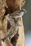 Passer domesticus
