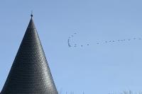 Grus grus