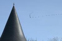 Grus grus