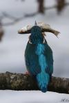 Alcedo atthis