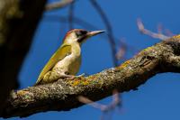 Picus viridis