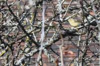 Emberiza citrinella