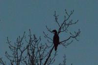 Phalacrocorax carbo