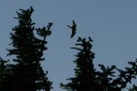 Falco tinnunculus