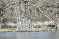 Phalacrocorax carbo