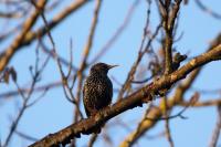 Sturnus vulgaris